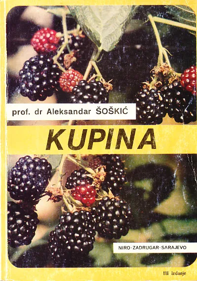 Kupina