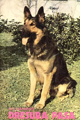 Dresura pasa