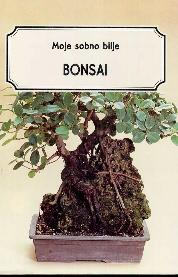 Moje sobno bilje, Bonsai