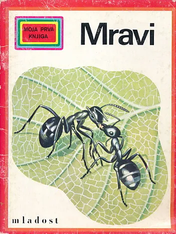 Mravi