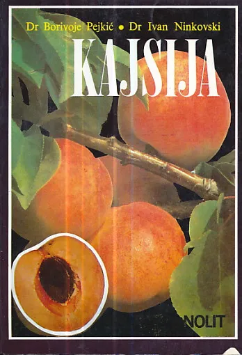 Kajsija