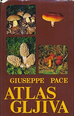 Atlas gljiva