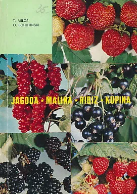Jagoda, malina, ribiz, kupina