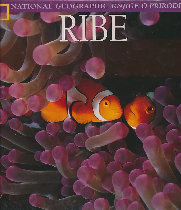 Ribe