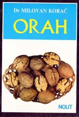 Orah