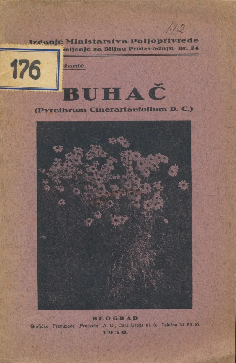 Buhač : (Pyrethrum Cinerariaefolium D. C.)