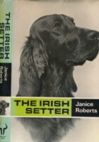 The Irish Setter